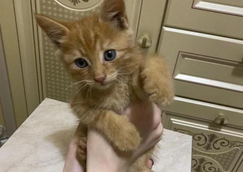 Отдам в добрые руки котенка