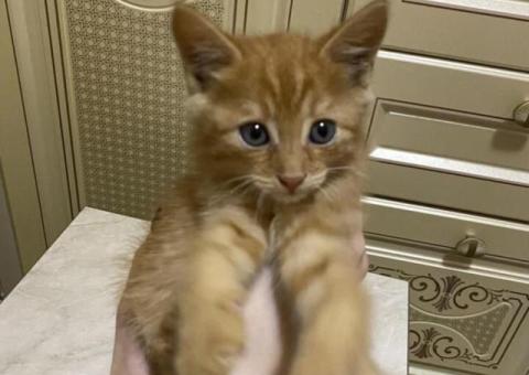 Отдам в добрые руки котенка