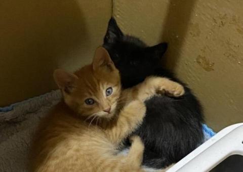 Отдам в добрые руки котенка