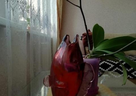 Золотая рыбка