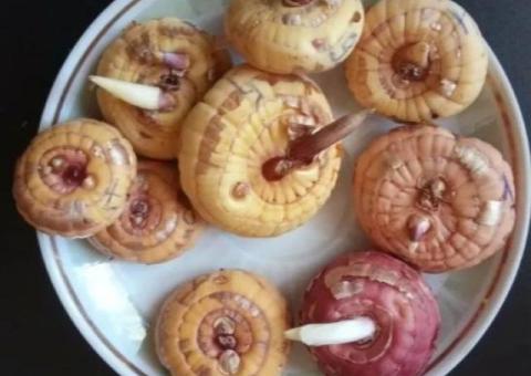Продам луковицы гладиолусов