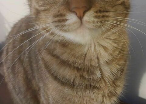 Котенок