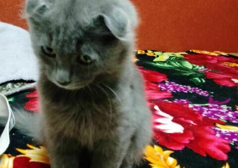 Котик-Борис