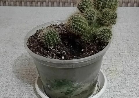 Кактус