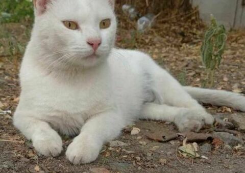 Приблудилась кошка