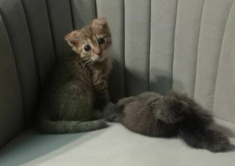 Котенок
