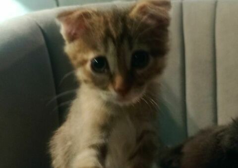 Котенок