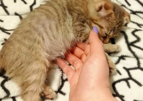 Котенок