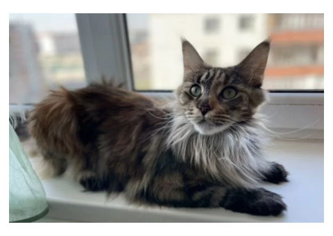 Кошка мейн-кун
