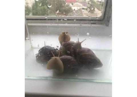 Улитки Ахатины