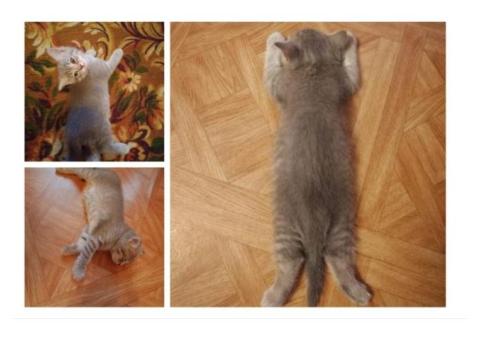 Котята