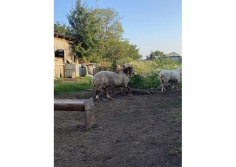 Баран