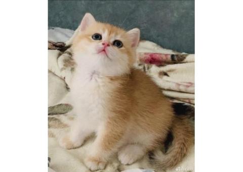 Котенок