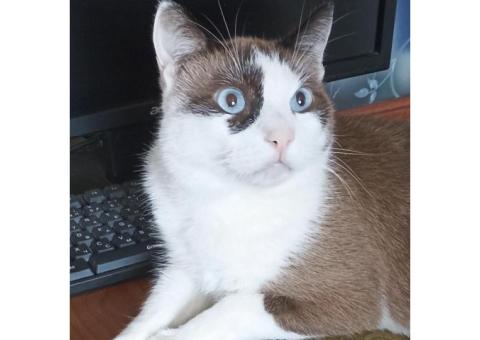Продаю кота