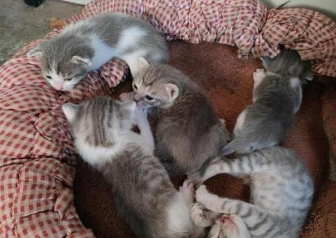 Котята