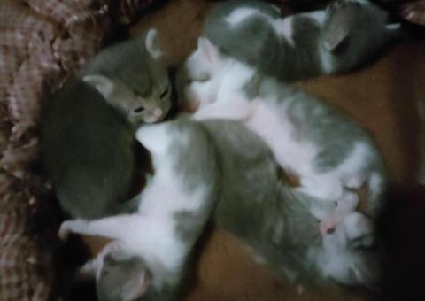 Котята