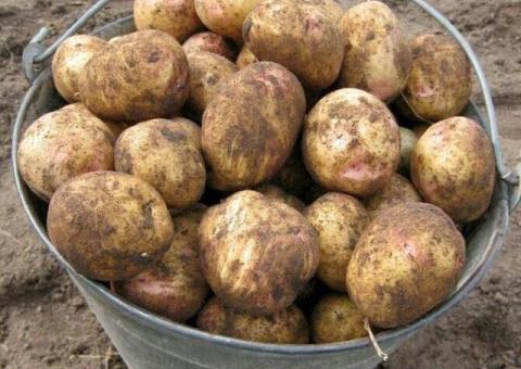 Картофель