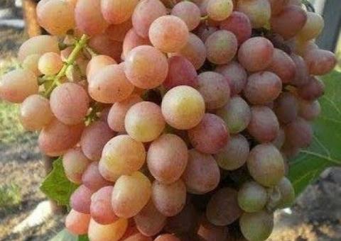 Виноград София