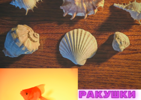 Ракушки для аквариума