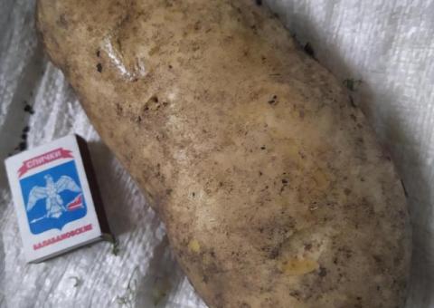 Картофель продам