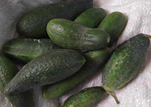 Огурцы домашние продам
