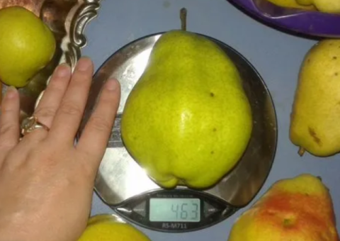 Супер груша саженцы и черенки для прививки