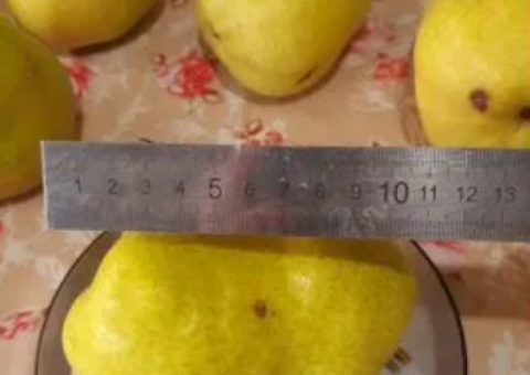 Супер груша саженцы и черенки для прививки