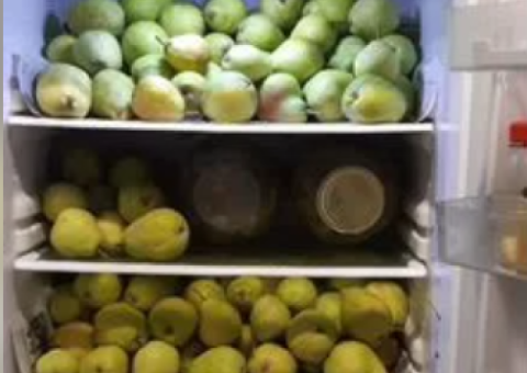 Супер груша саженцы и черенки для прививки