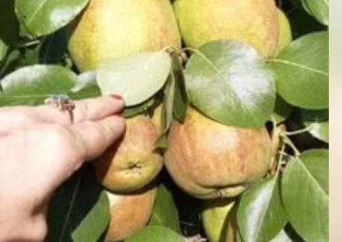 Супер груша саженцы и черенки для прививки