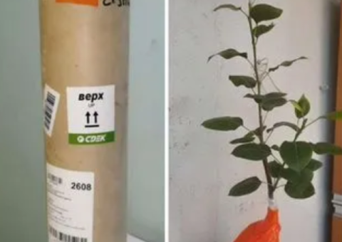 Супер груша саженцы и черенки для прививки